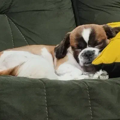 واگذاری پت|سگ|شهریار, شهرک وائین|دیوار