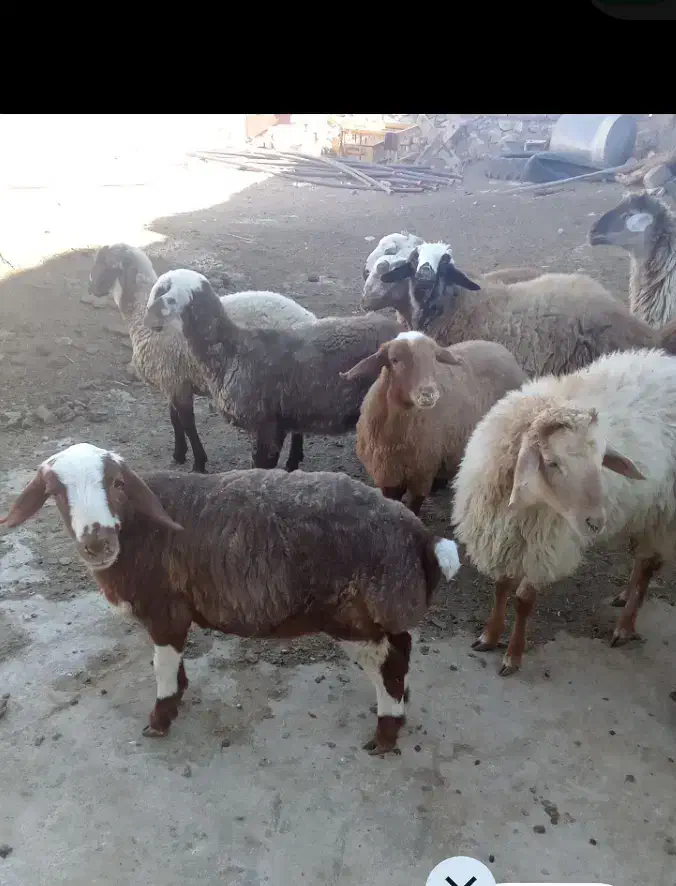 سلام. معاوضه گوسفند با ماشین|حیوانات مزرعه|آبکوه, |دیوار
