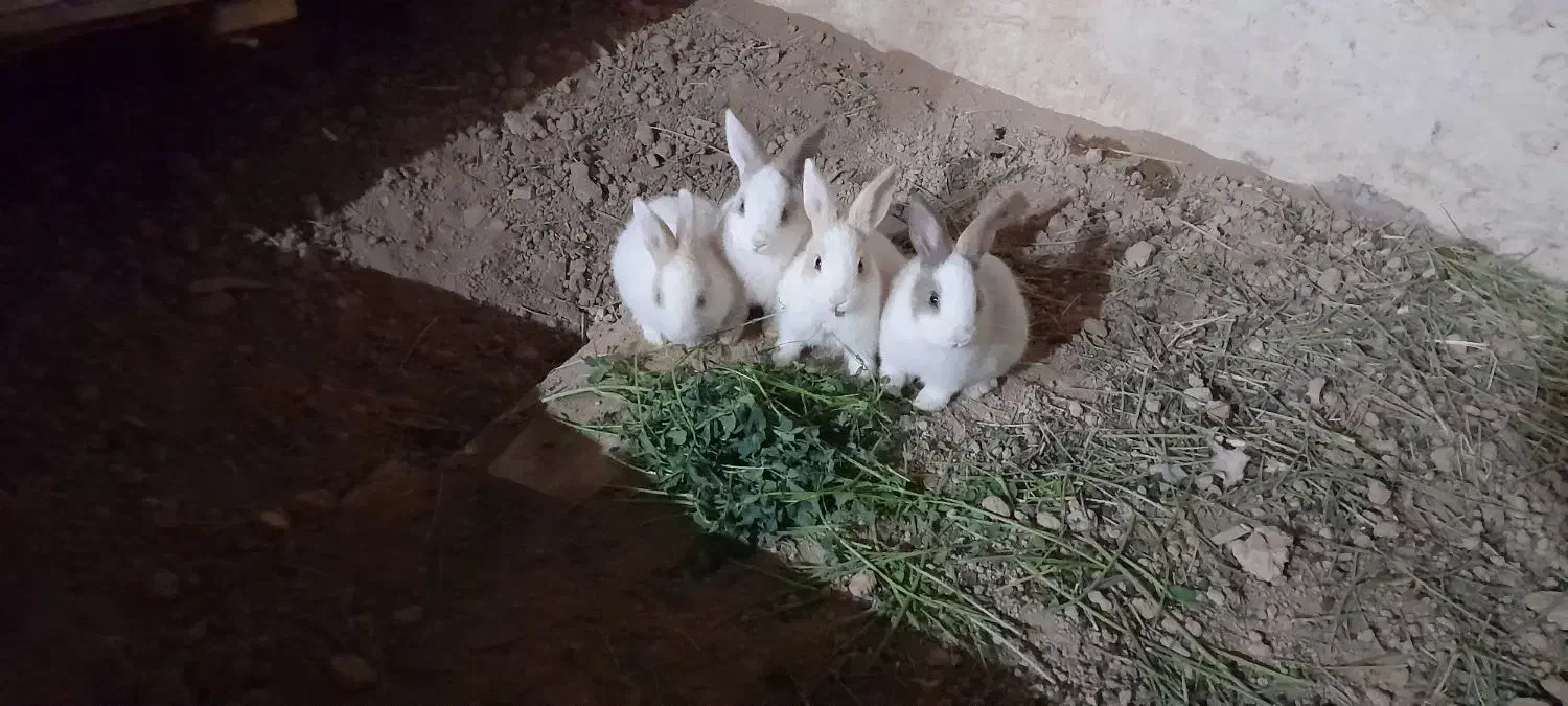 خرگوش خانگی|موش و خرگوش|برخوار, |دیوار