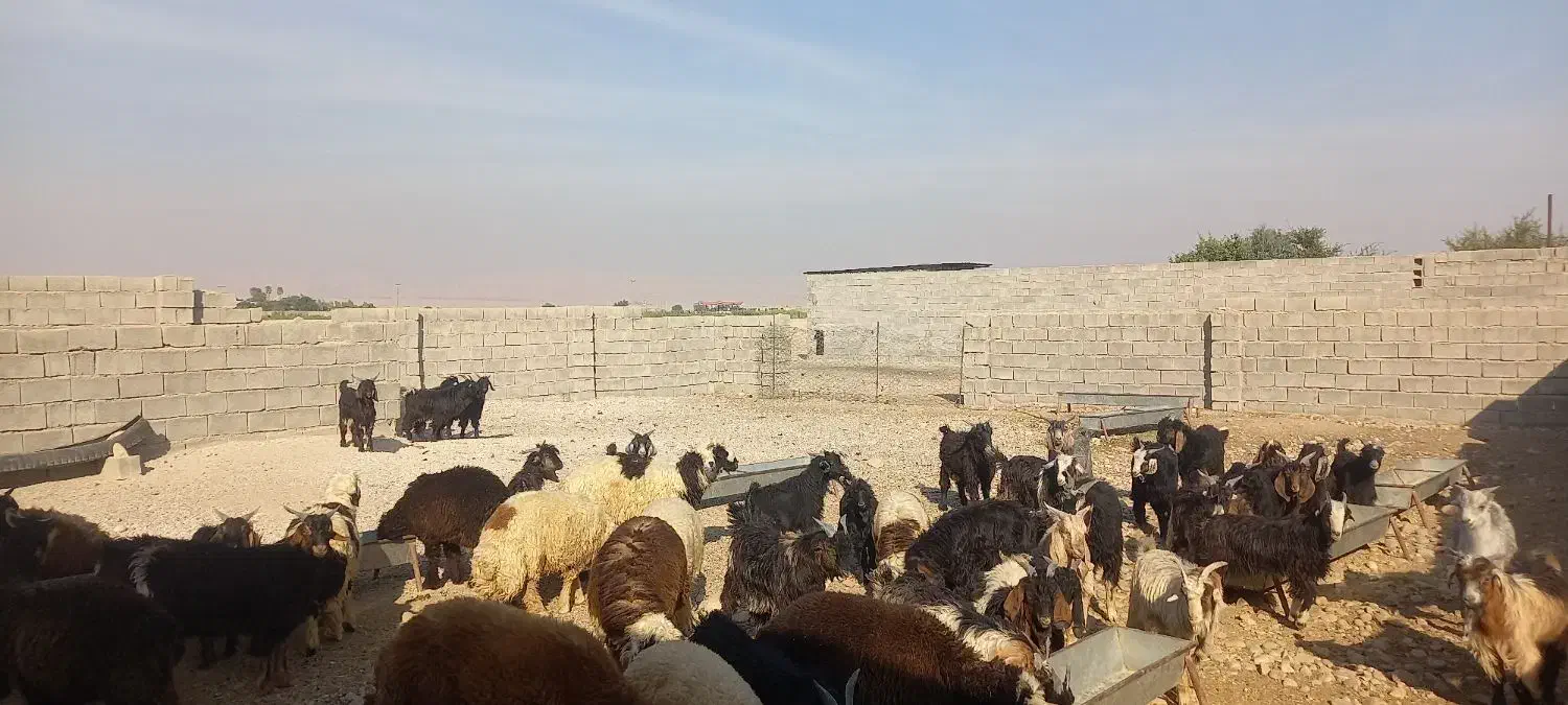 بزغاله چپش چاق و داشتی|حیوانات مزرعه|اندیمشک, |دیوار