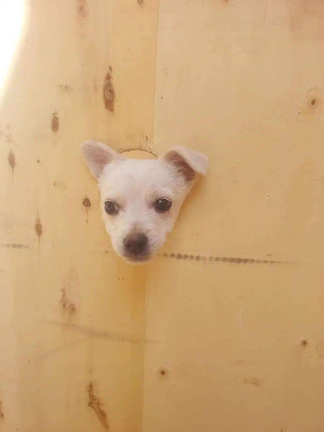 واگذاری توله تریر|سگ|یزد, |دیوار