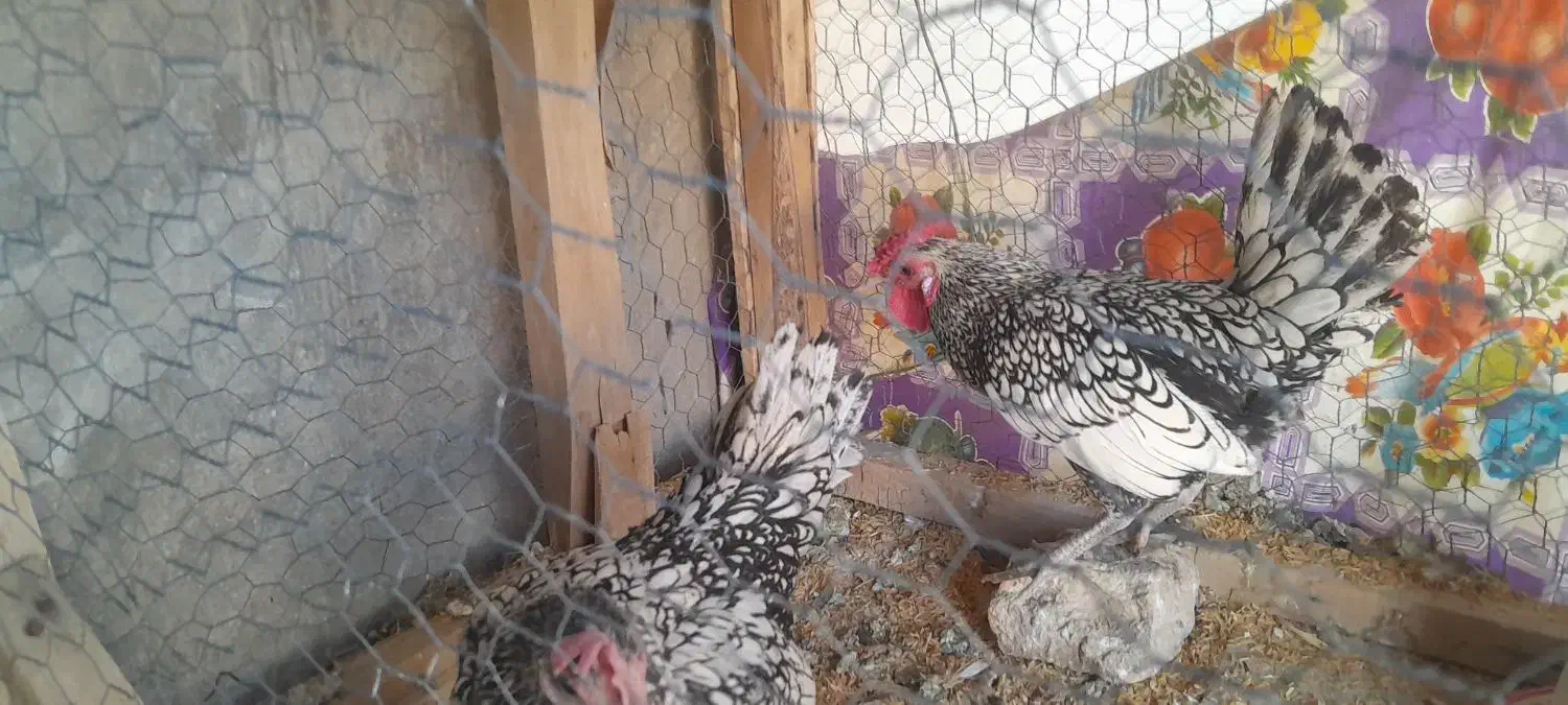 مرغ و خروس سیبرایت|حیوانات مزرعه|زرقان, |دیوار