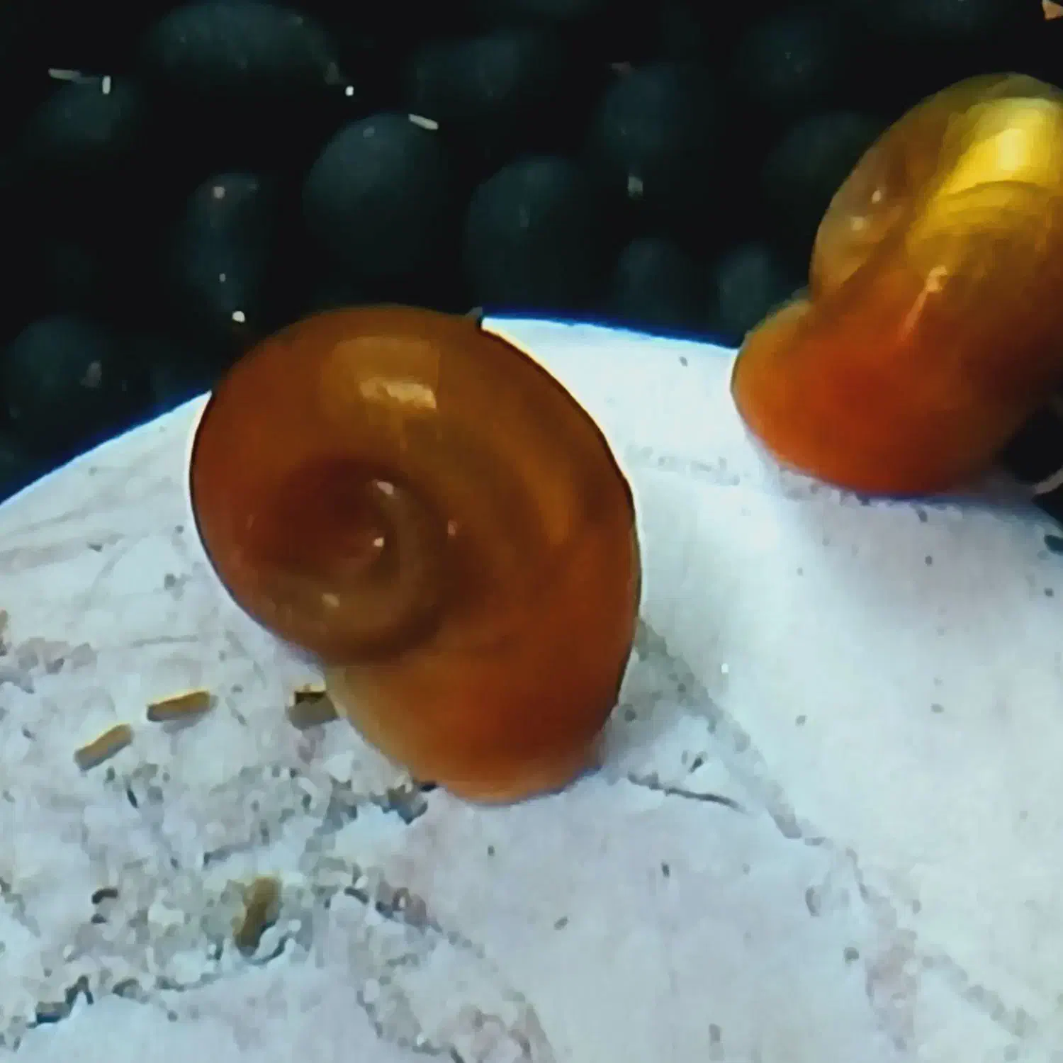 حلزون رم شورن آکواریمی|ماهی|رشت, جماران|دیوار