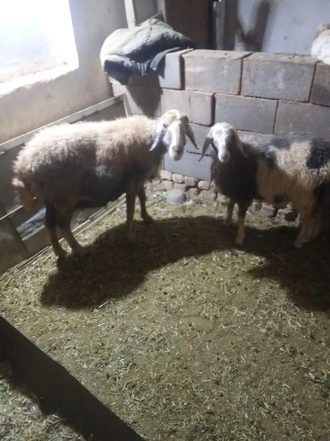 قیمت بیست و هشت میلیون|حیوانات مزرعه|اصفهان, تیران|دیوار