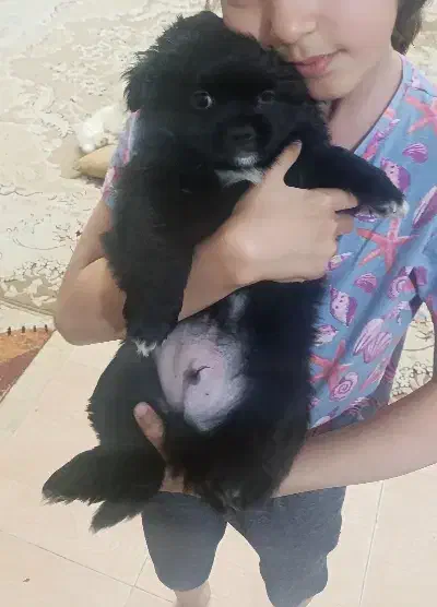 واگذاری توله دو ماهه|سگ|چهارباغ, |دیوار