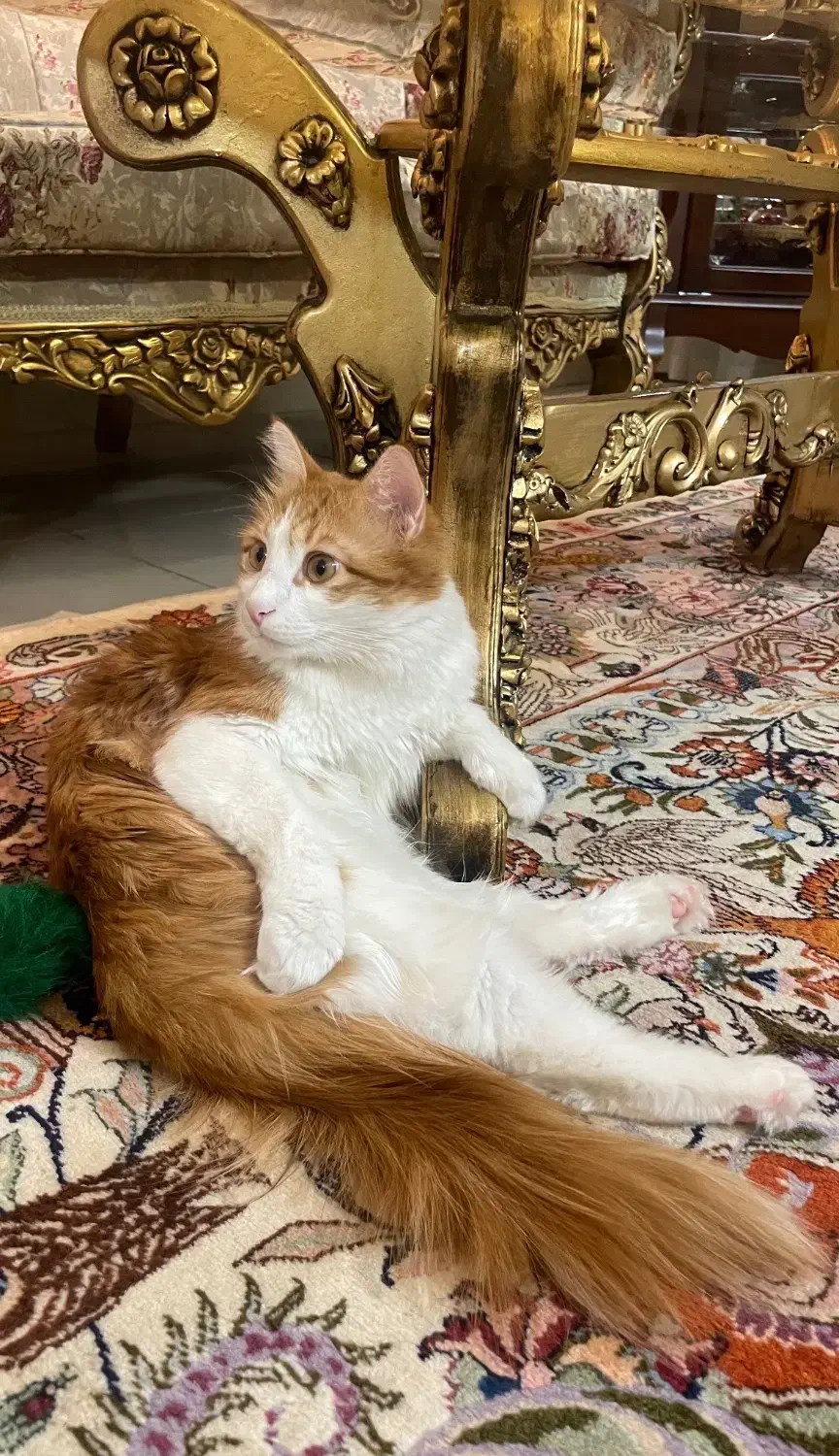 گربه گم شده|حیوانات|قزوین, |دیوار