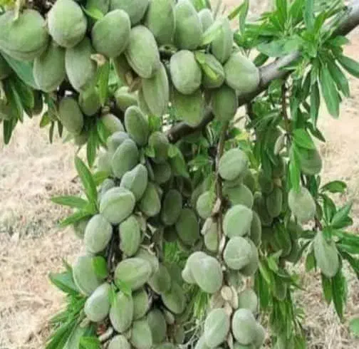 فروش انواع نهال اصلاح شده|خدمات باغبانی و درختکاری|سامان, |دیوار