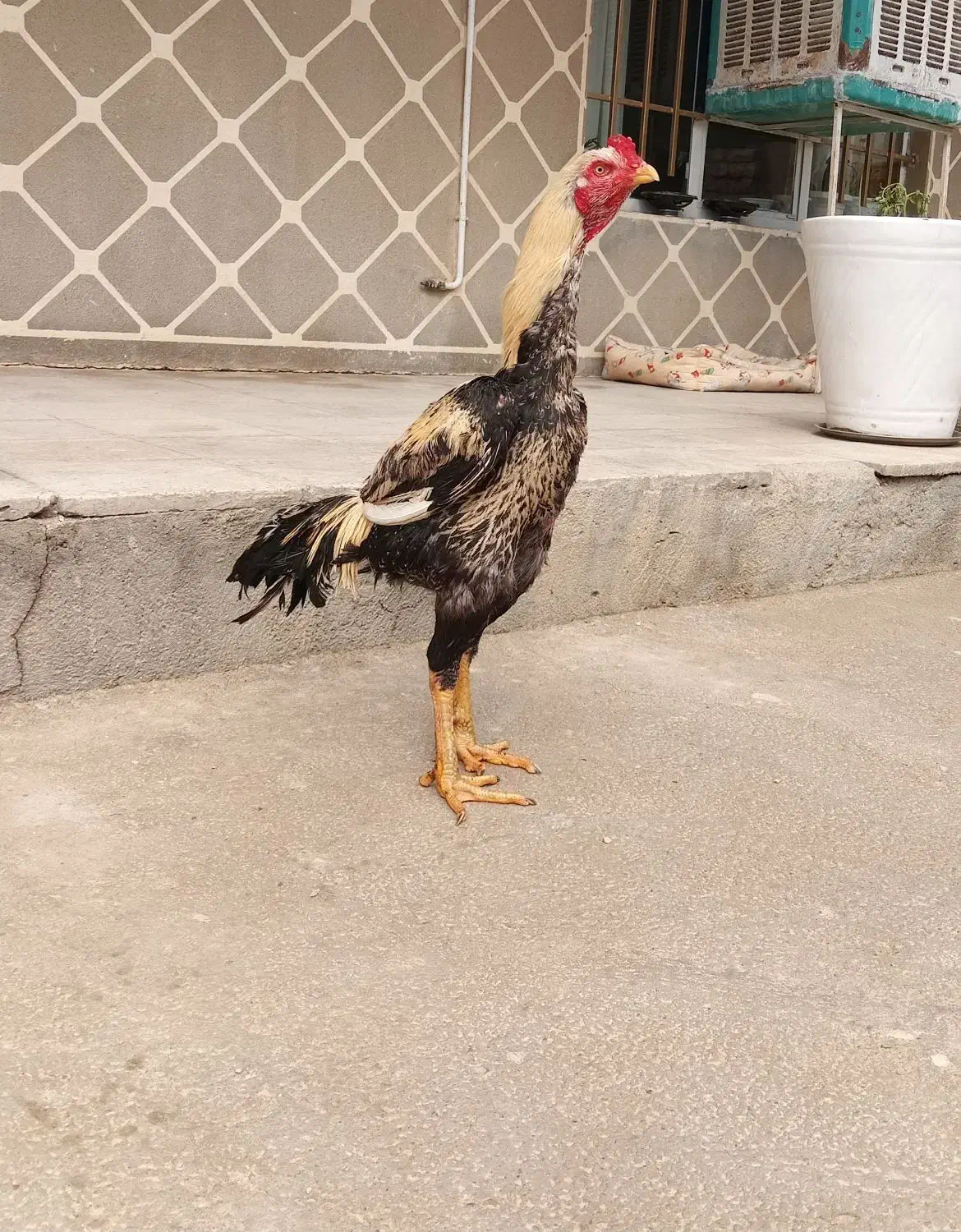 لاری|حیوانات مزرعه|کبودرآهنگ, |دیوار