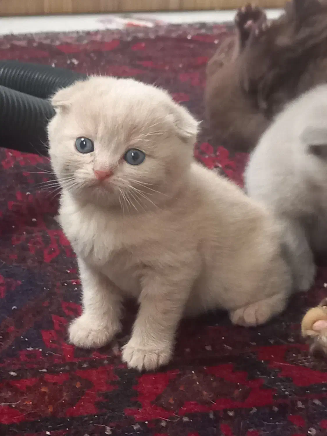 اسکاتیش|گربه|مشهد, زیبا شهر|دیوار