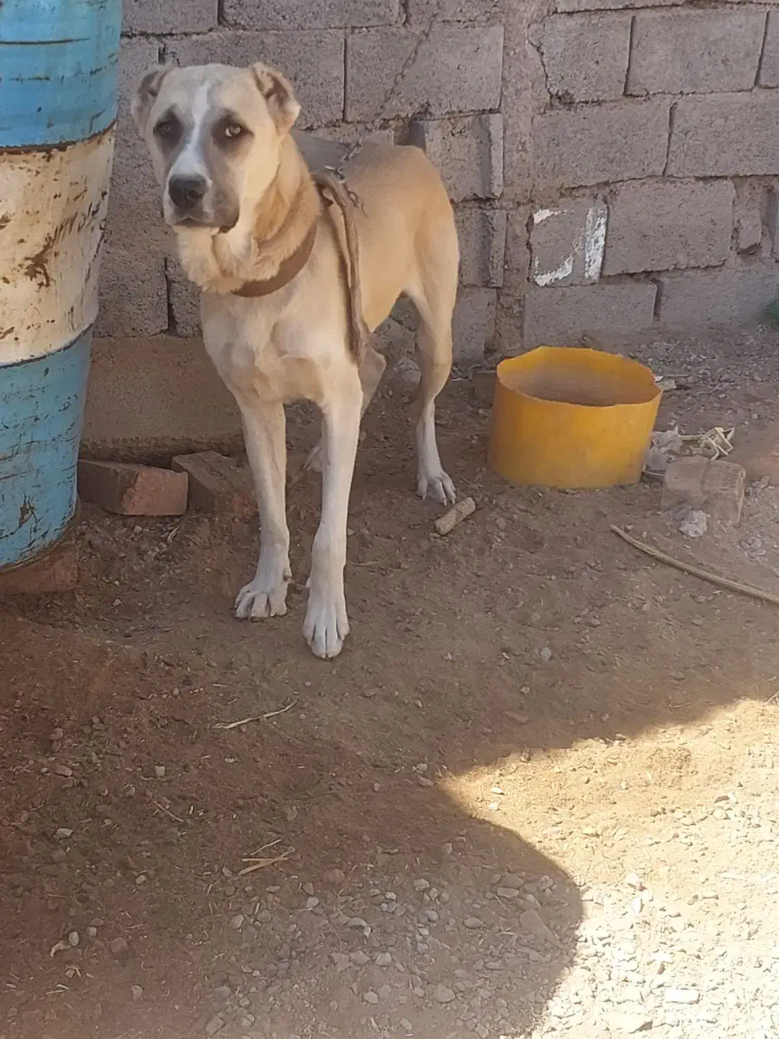 سگ  البای|سگ|زرند, |دیوار