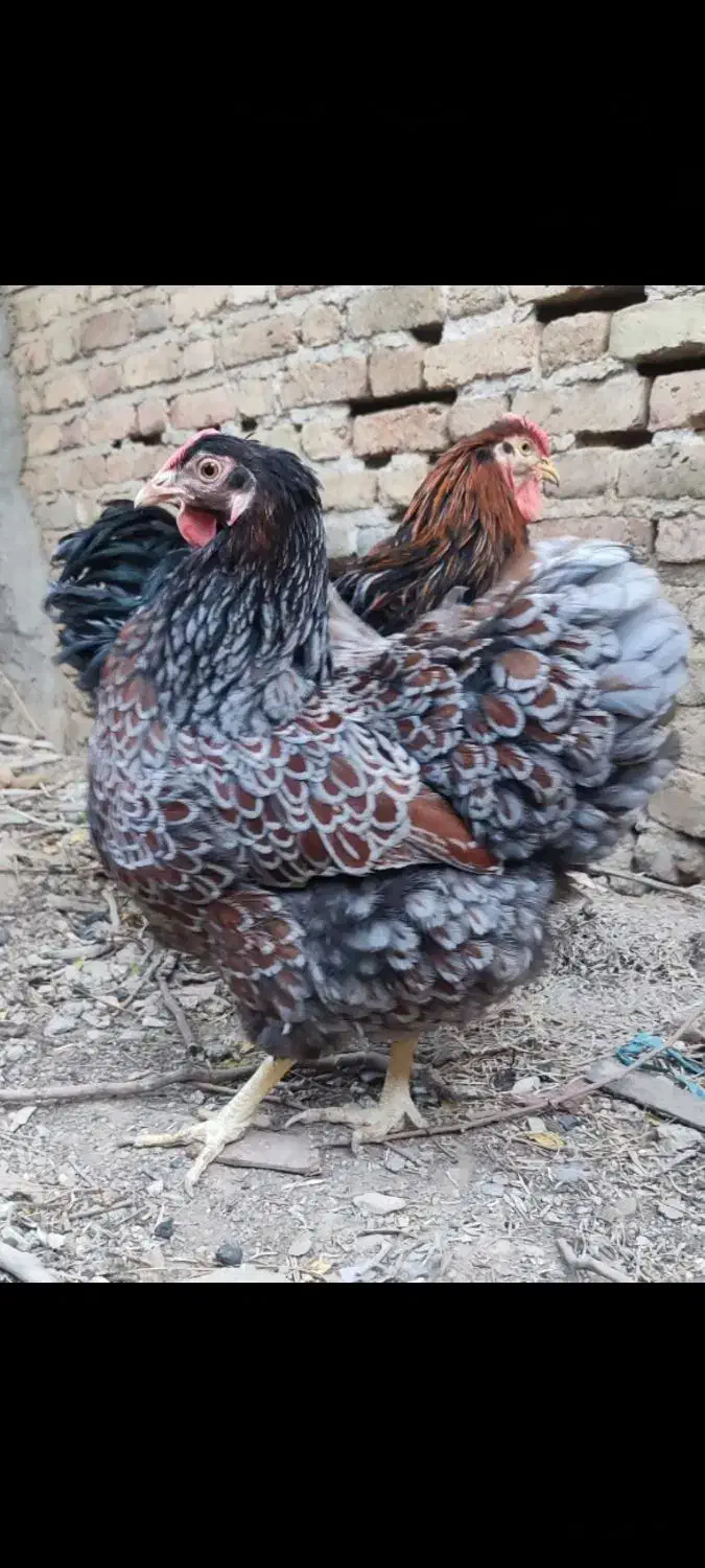 ویاندوت بلورد|حیوانات مزرعه|تهران, تهرانسر غربی|دیوار