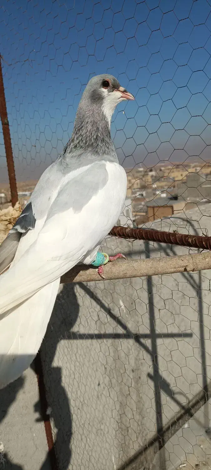 کبوتر|پرنده|بوئین زهرا, |دیوار