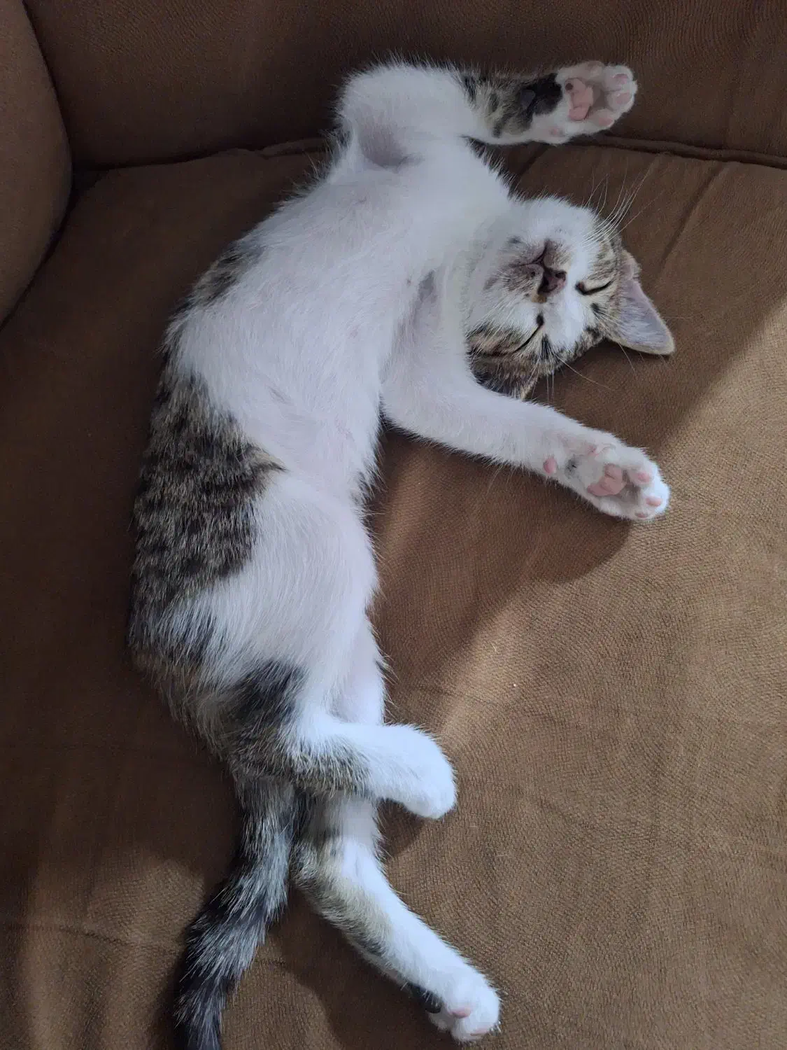 گربه پشمالو و خوشگل|گربه|زنجان, |دیوار