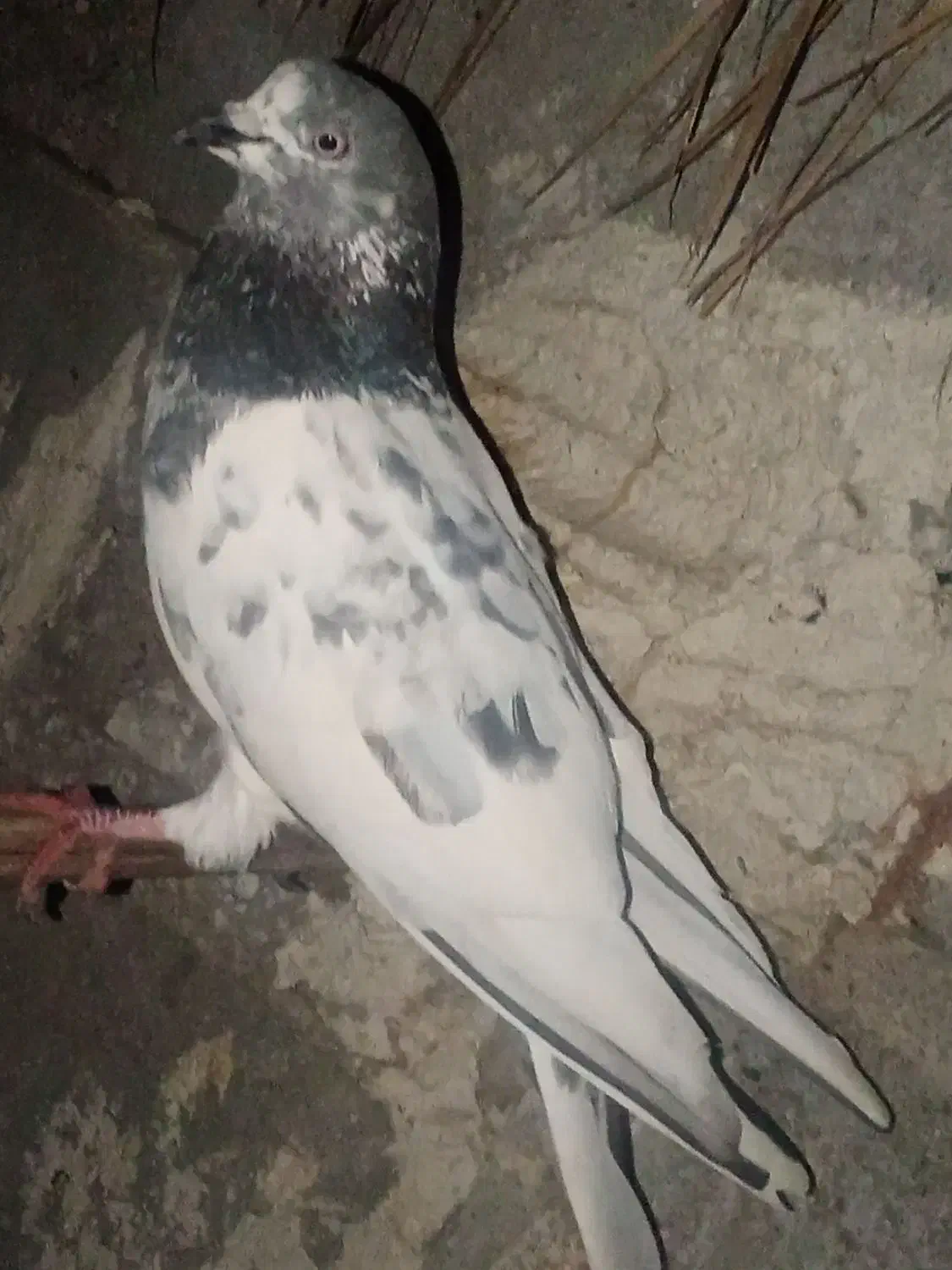 پرنده|پرنده|میناب, |دیوار