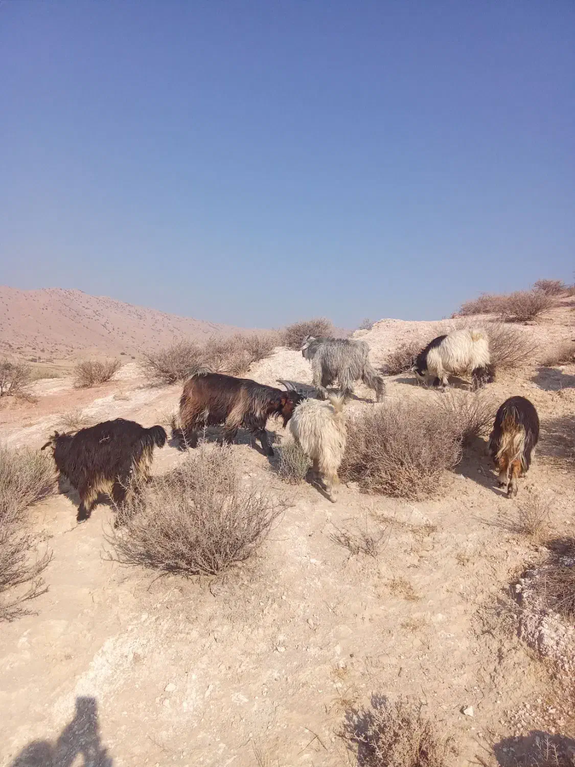بیگ‌.کهره‌نروماده‌میش‌زاییده|حیوانات مزرعه|ایذه, |دیوار