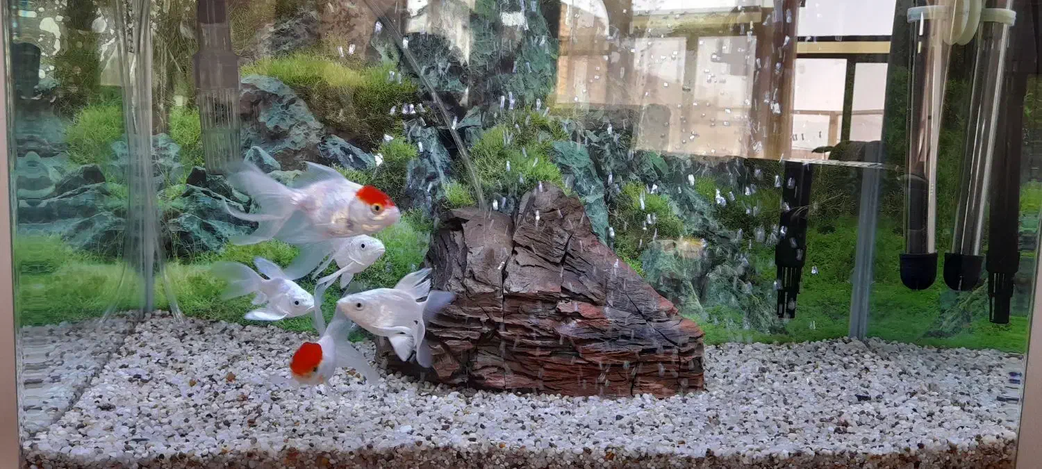 کوی شورت بادی وارداتی|ماهی|نجف‌آباد, فاز ۴ شهرک آزادگان|دیوار