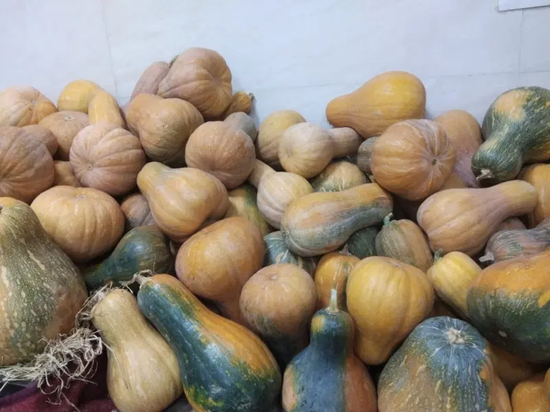 کدو|حراج|همدان, |دیوار