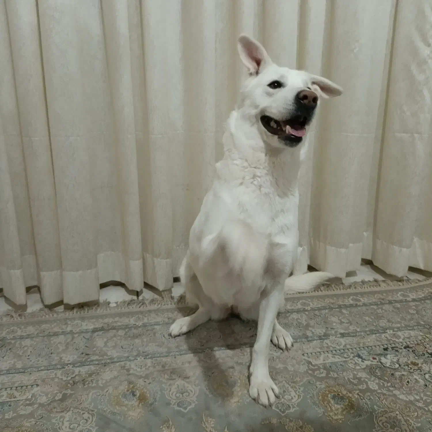 سگ میکس شرمن هاسکی ماده|سگ|کرج, کوی امامیه|دیوار