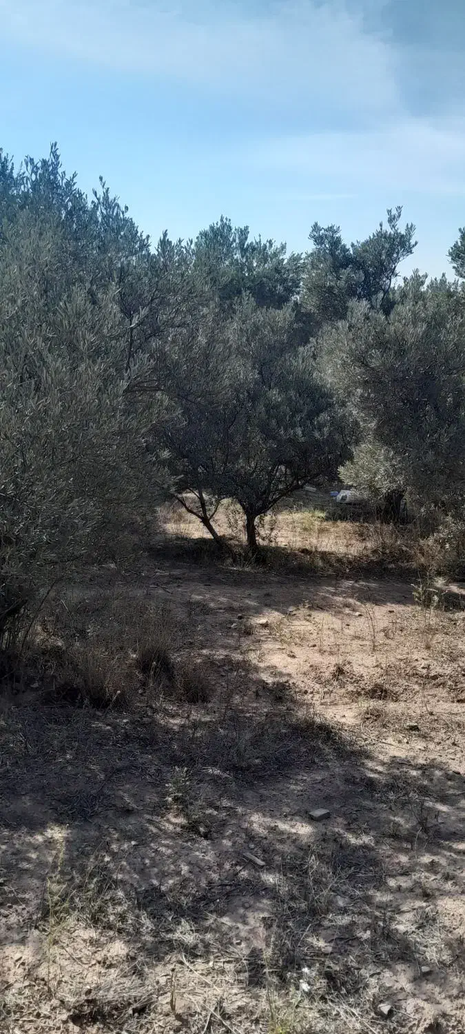 فروش زمین برند|فروش زمین و ملک کلنگی|لوشان, |دیوار