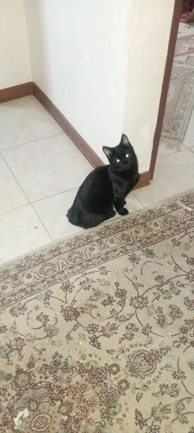 خانگی|گربه|اصفهان, بهارستان|دیوار