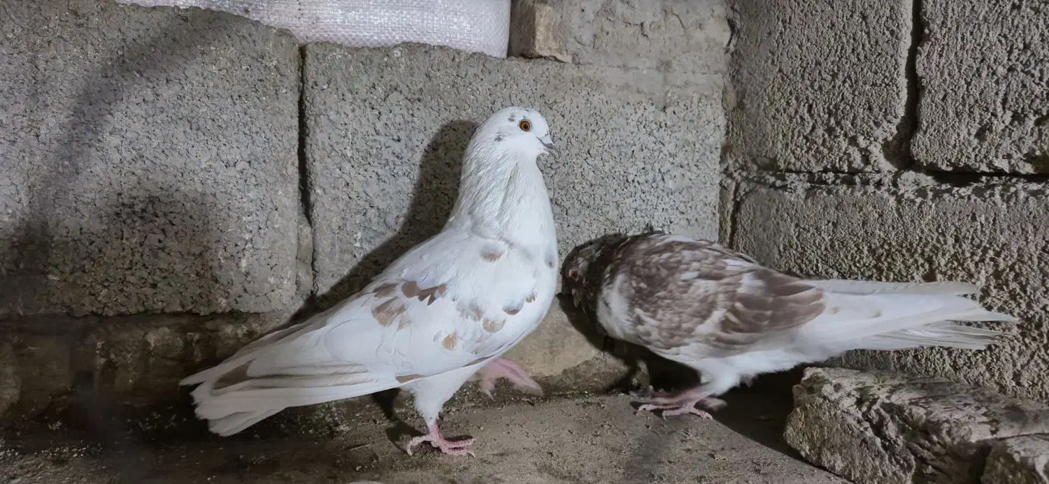 کبوتر گرگی|پرنده|تبریز, |دیوار