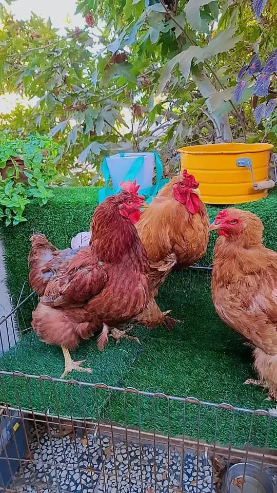 مرغ و خروس برهما|حیوانات مزرعه|کرج, میدان میوه و تره بار مرکزی|دیوار