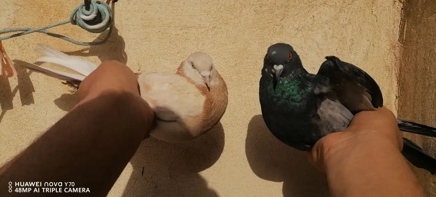 کفتر حسابی|پرنده|قم, باغ شریفی|دیوار