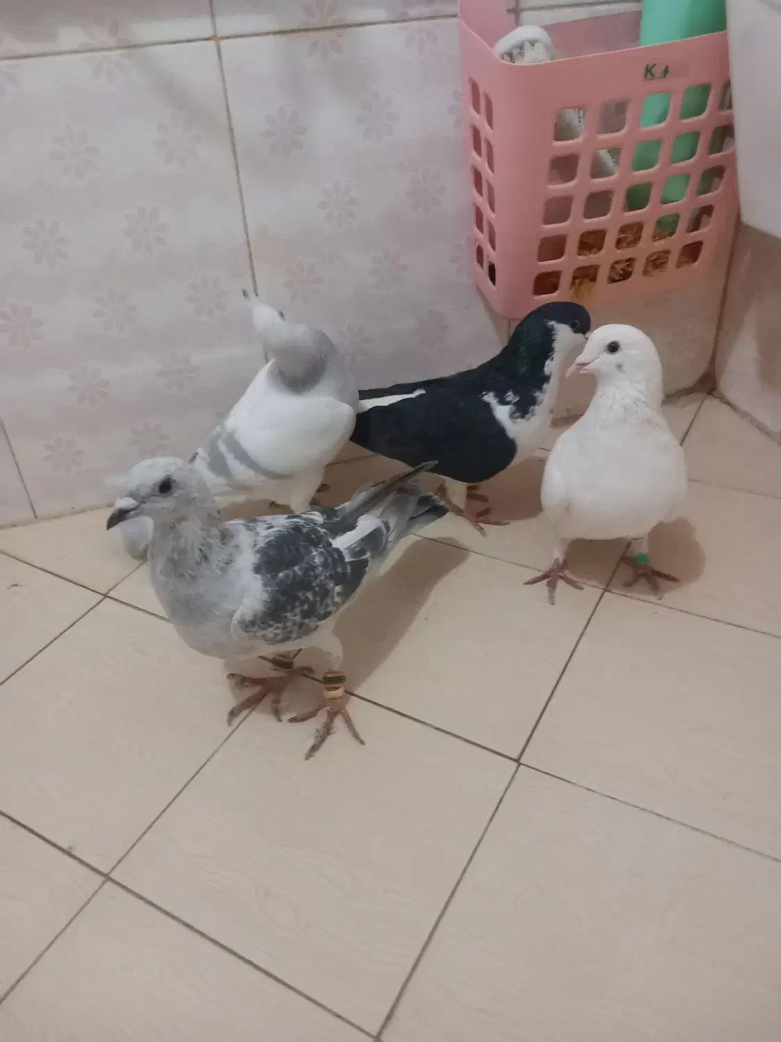 کفتر|پرنده|نیشابور, شهید بهشتی|دیوار