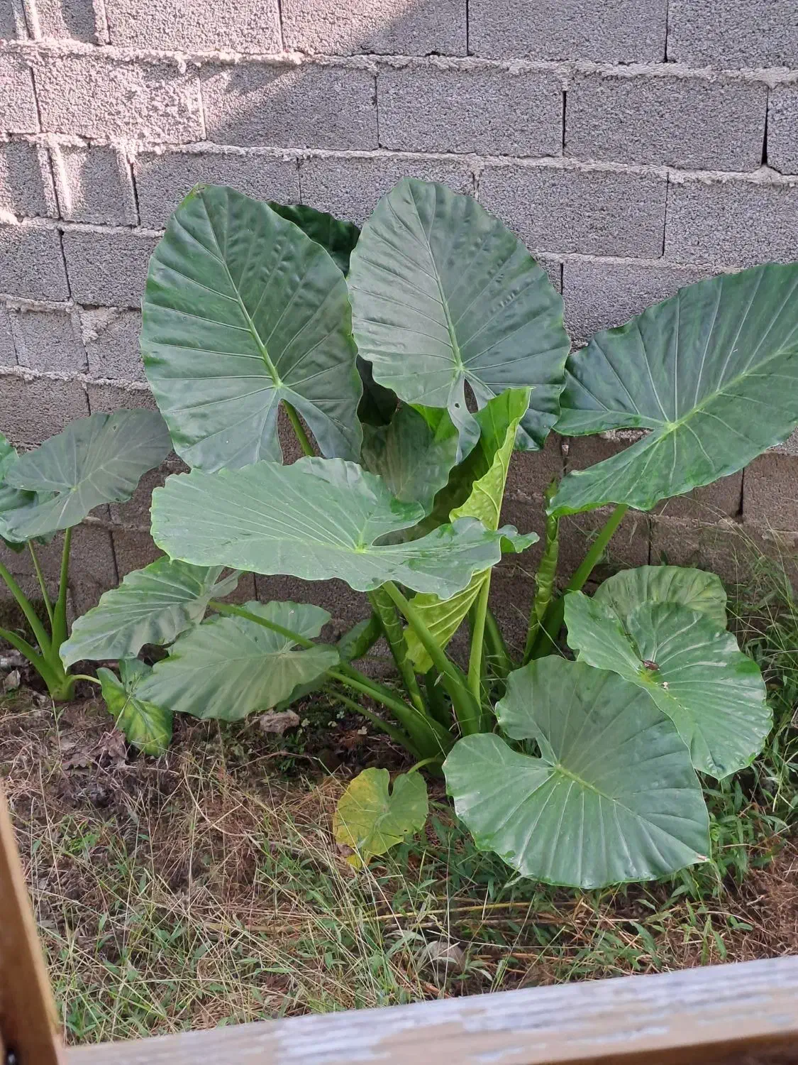 گل بابا آدم تنه سبز|گل و گیاه طبیعی|تولم شهر, |دیوار