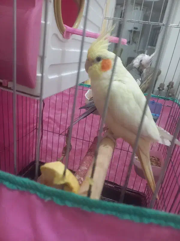 جفت عروس هلندی مولد|پرنده|سنندج, |دیوار