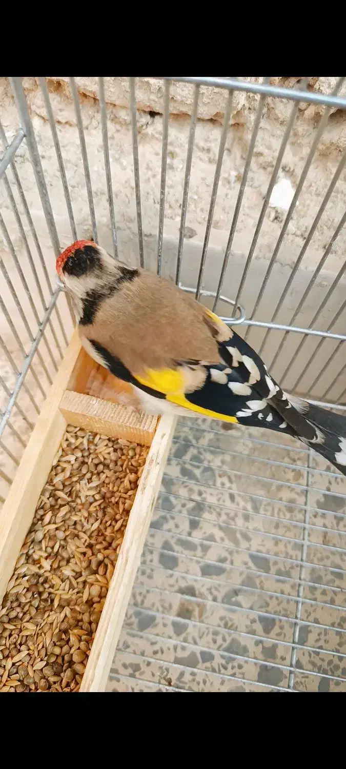 سهره دورگ|پرنده|شیراز, گویم|دیوار