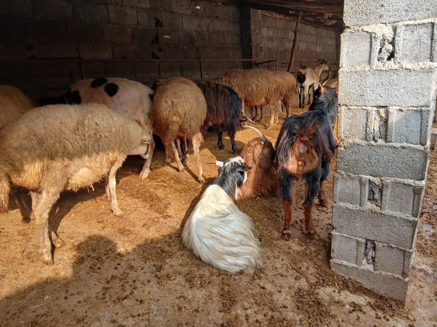 گوسفندو بزوبزغاله|حیوانات مزرعه|املش, |دیوار