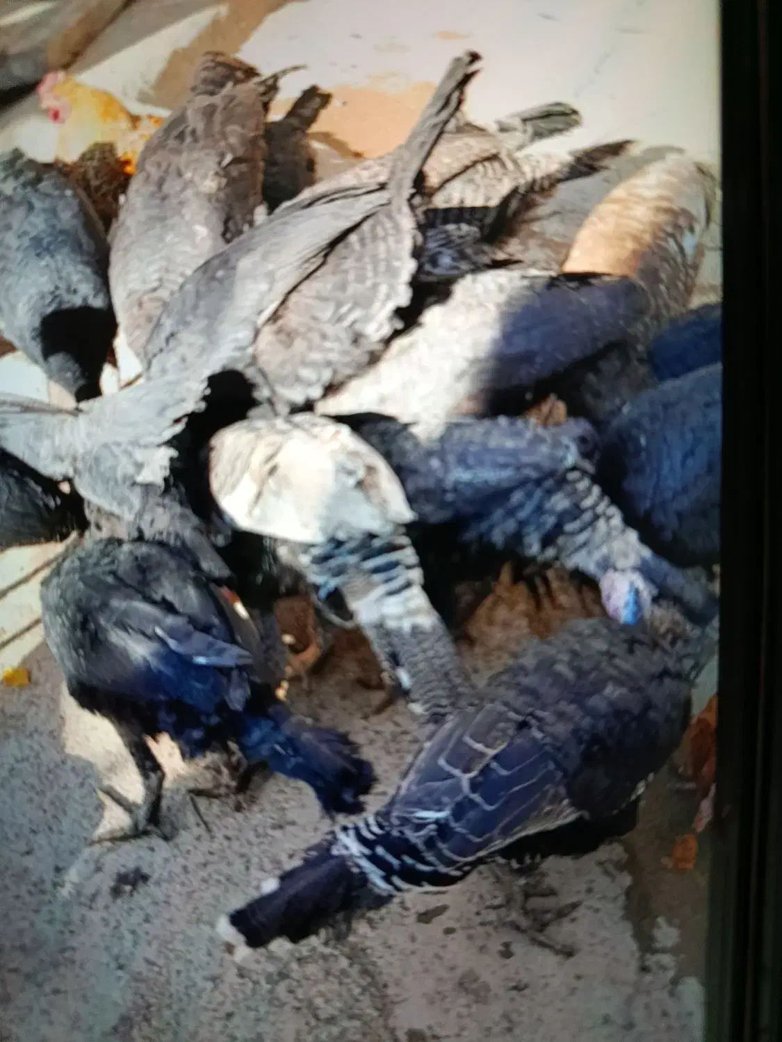 بوقلمون|حیوانات مزرعه|نورآباد, |دیوار