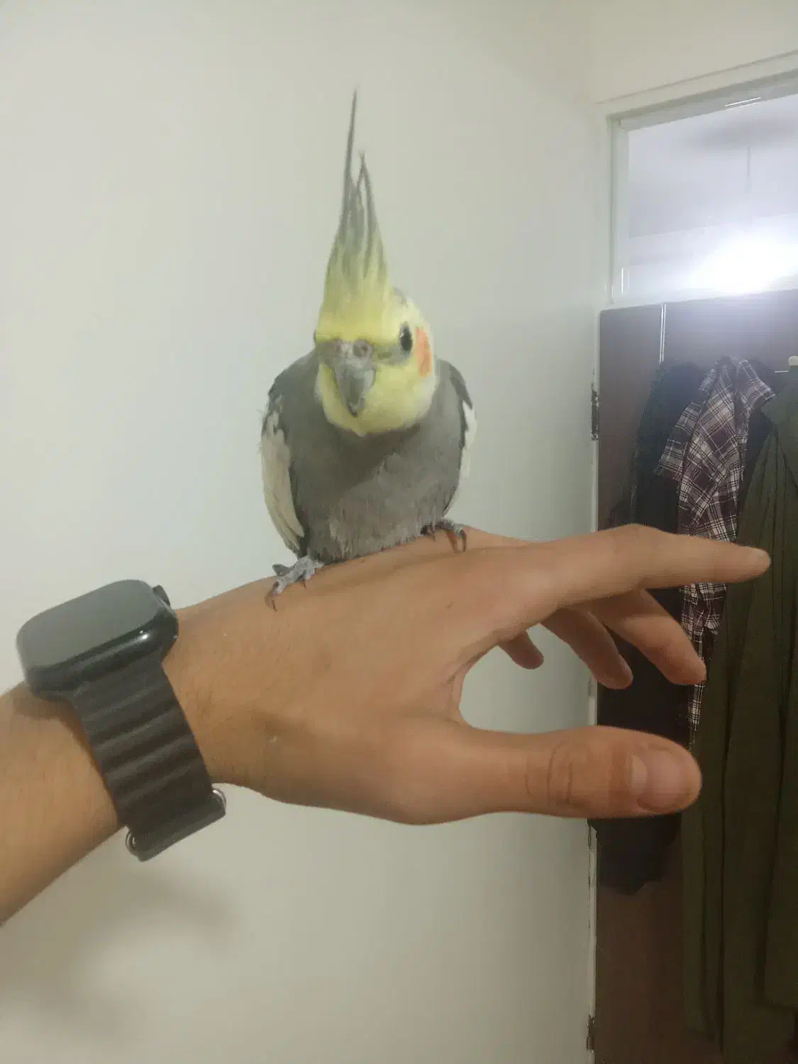 عروس هلندی سخنگو|پرنده|کوهدشت, |دیوار