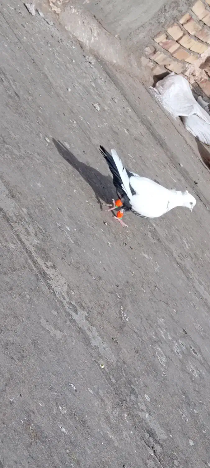 کفتز|پرنده|فیروزه, |دیوار