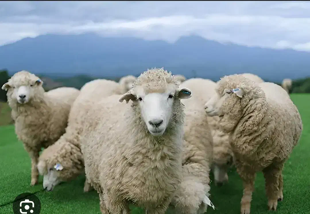 گوسفند و بره|حیوانات مزرعه|خاش, |دیوار