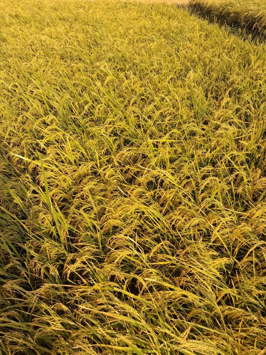 برنج محلی نیمدانه و سالم طارم علی درجه یک|خوردنی و آشامیدنی|بروجرد, |دیوار