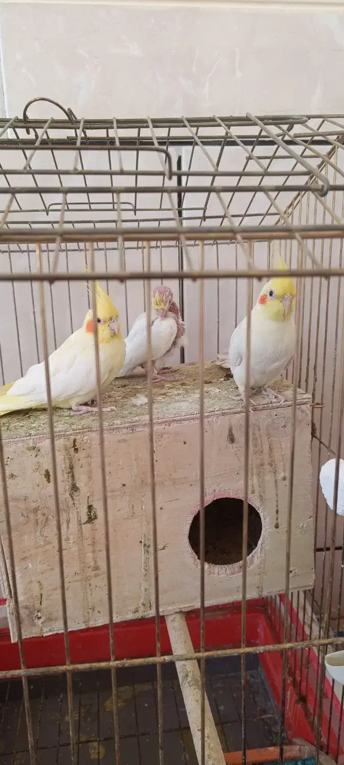 واگذاری جفت و جوجه عروس هلندی لوتینو|پرنده|نیریز, |دیوار