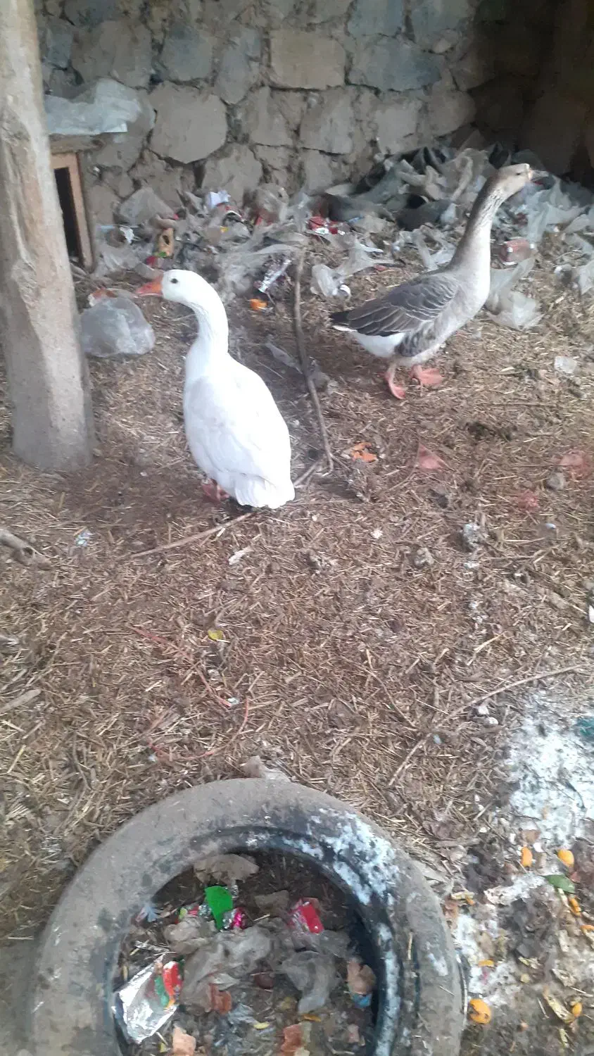 سه عددقاز|حیوانات مزرعه|اردبیل, |دیوار