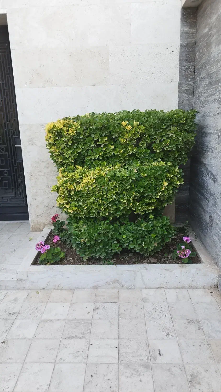 کلیه خدمات باغی وباغچه ای و علف تراشی|خدمات باغبانی و درختکاری|خرم‌آباد (تنکابن), |دیوار