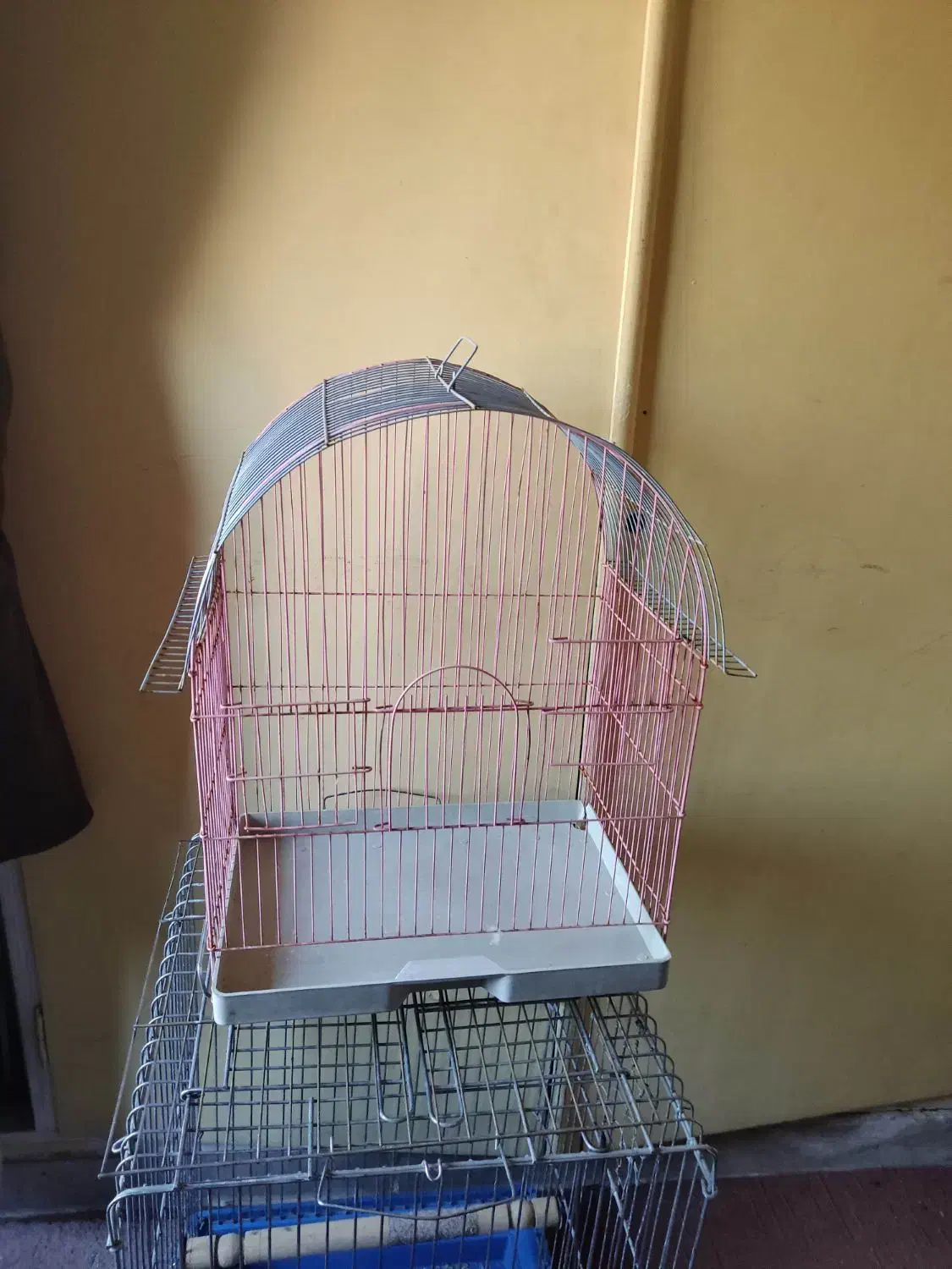 طوطی کوتوله برزیلی و قفس پرنده|پرنده|شیراز, قدوسی غربی|دیوار