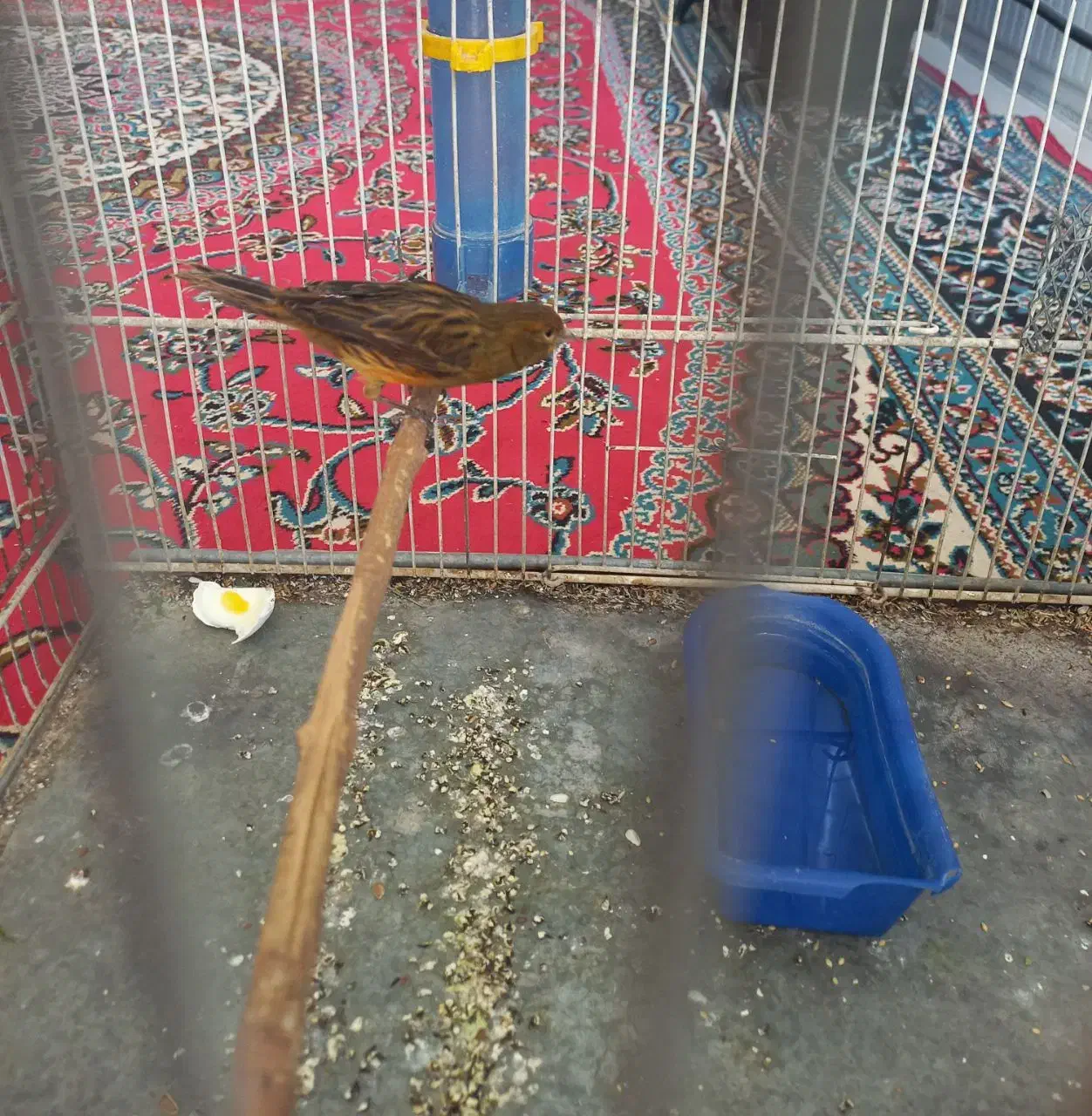 جوجه قناری|پرنده|کرمان, |دیوار