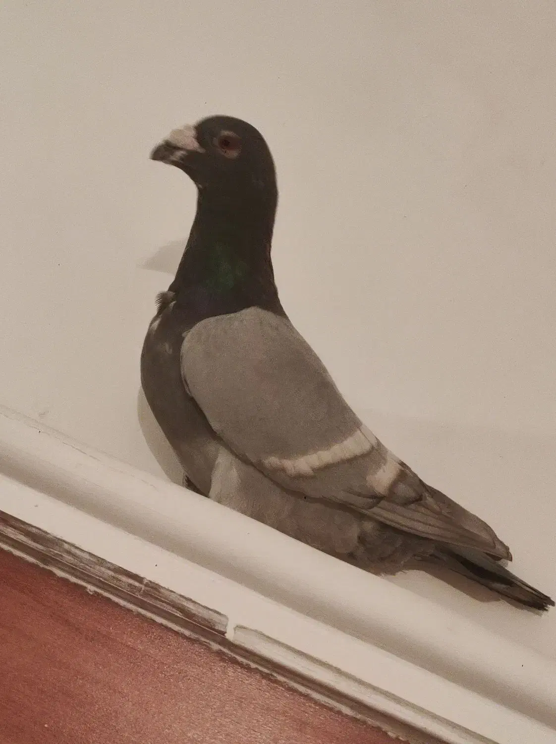 کفتر|پرنده|شیراز, شهدای شهرک سعدی|دیوار