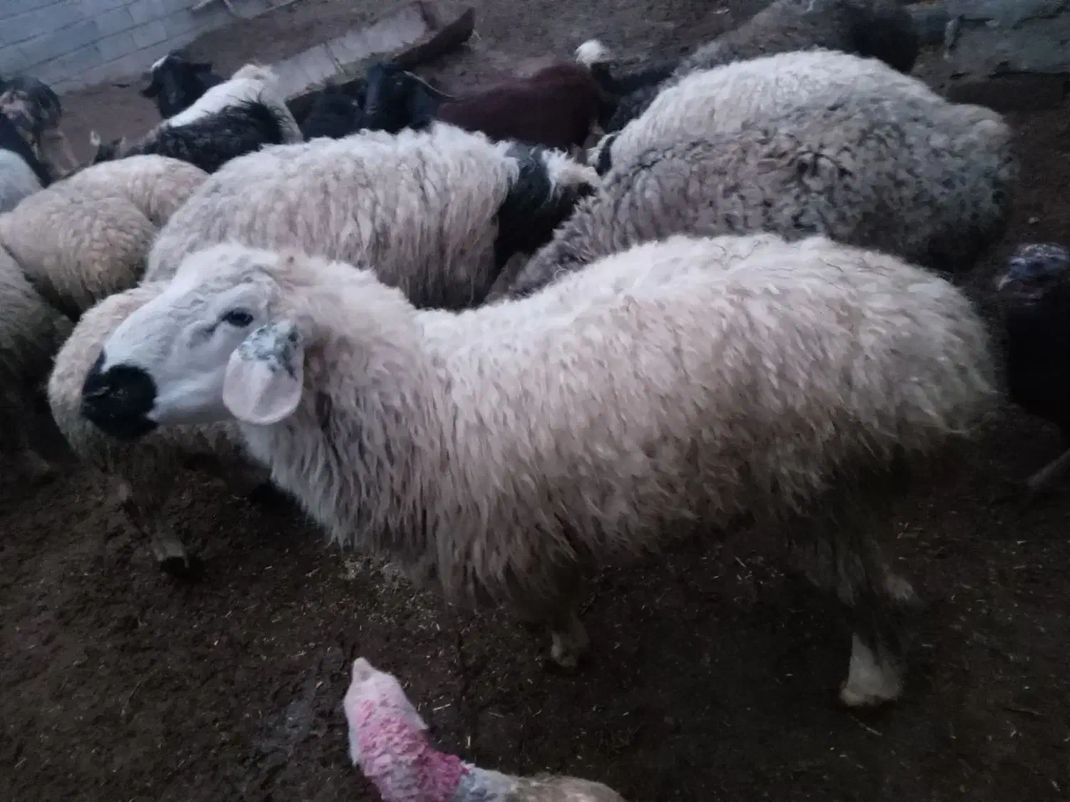 بره نر|حیوانات مزرعه|سربیشه, |دیوار