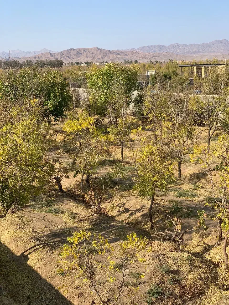 فروش باغ تقاب|فروش زمین و ملک کلنگی|خوسف, |دیوار