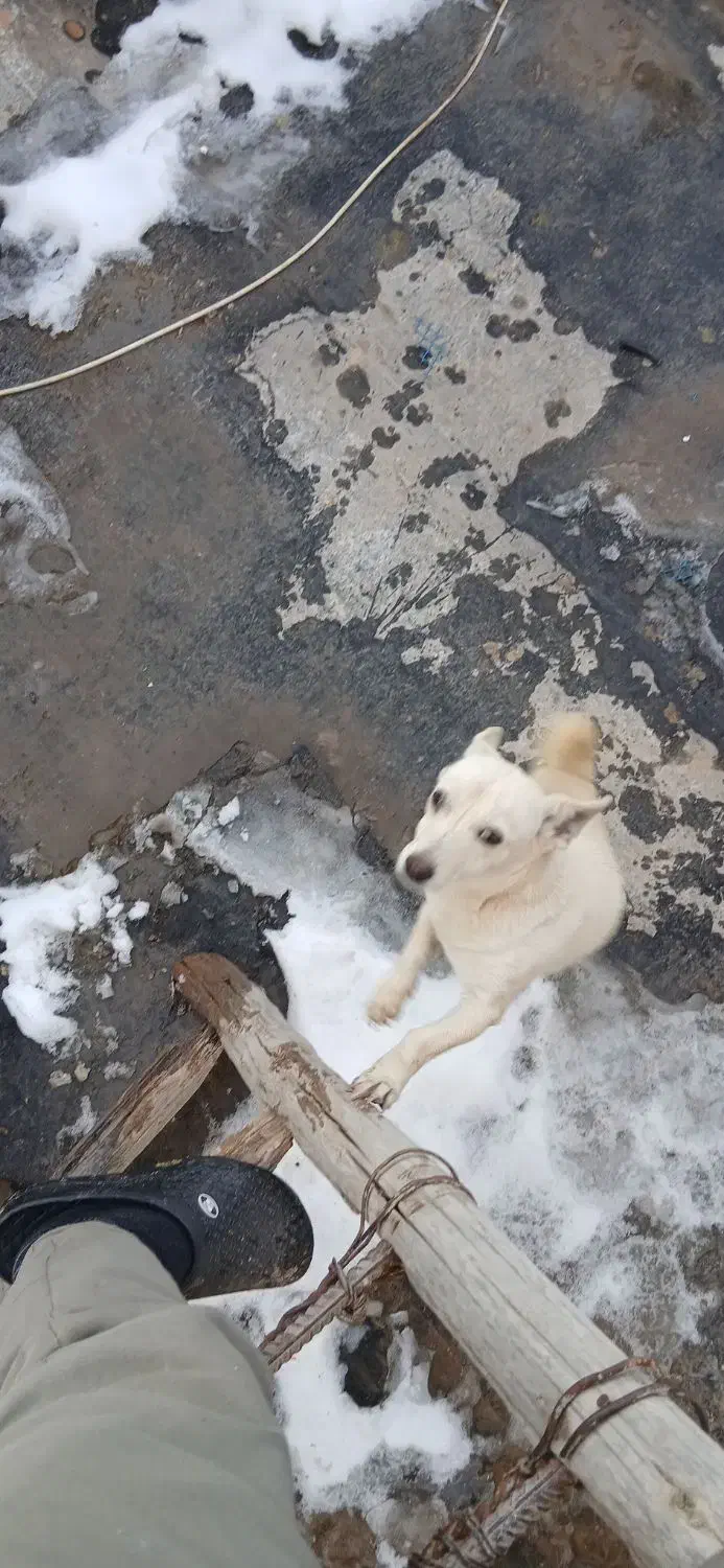 سگ پاپی|سگ|مشهد, همت آباد|دیوار