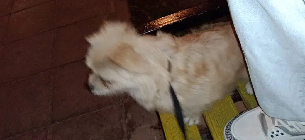 سگ پاکوتاه|سگ|کرج, فاز ۱ مهرشهر|دیوار