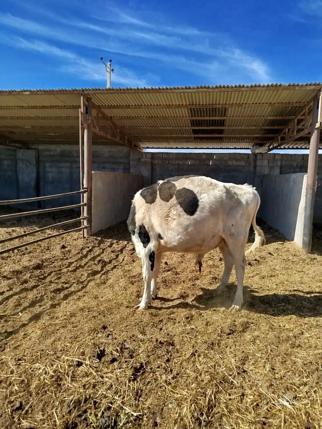 گاو نر|حیوانات مزرعه|راین, |دیوار