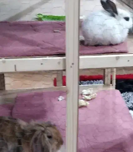 خرگوش|موش و خرگوش|آبادان, |دیوار