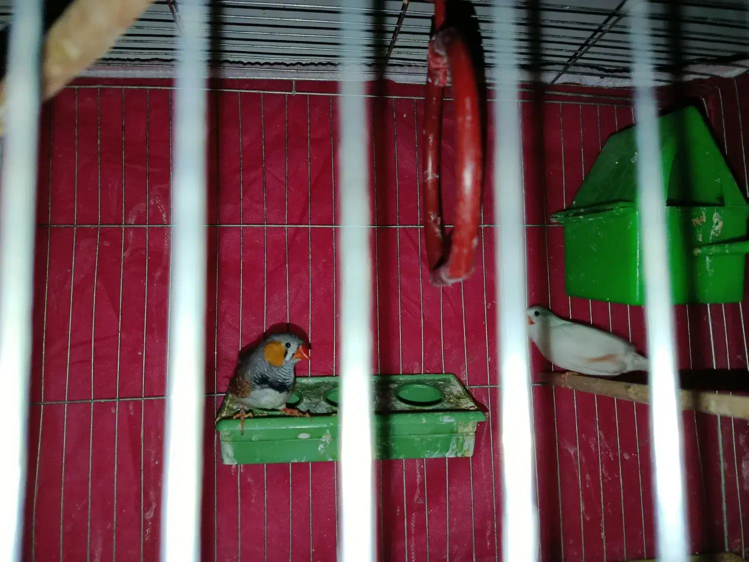 یک جفت فنچ تخم گذار|پرنده|بروجن, |دیوار